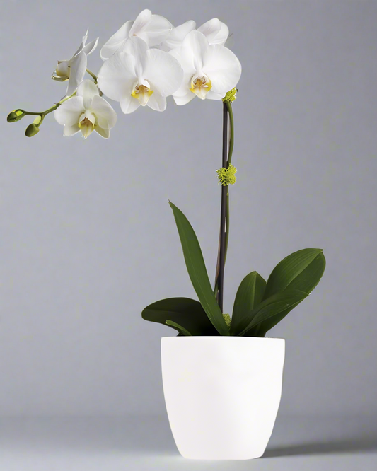 Opulence Flower