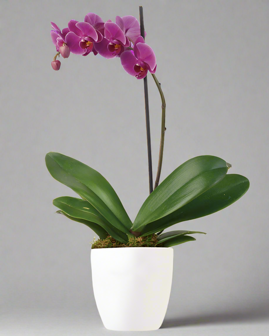 Orchid plant in pot