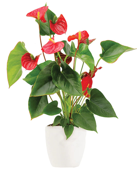 Anthurium plant in pot