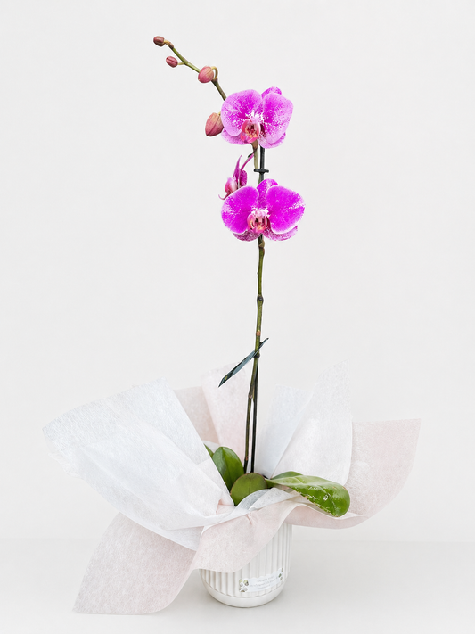 Blush Butterfly Orchid