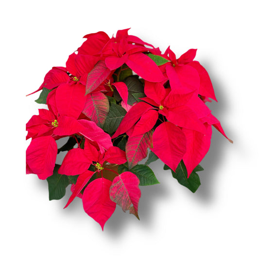 Poinsettia