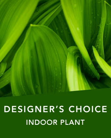 DC Indoor Plant