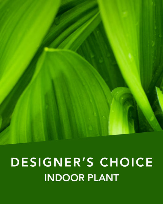 DC Indoor Plant Flower