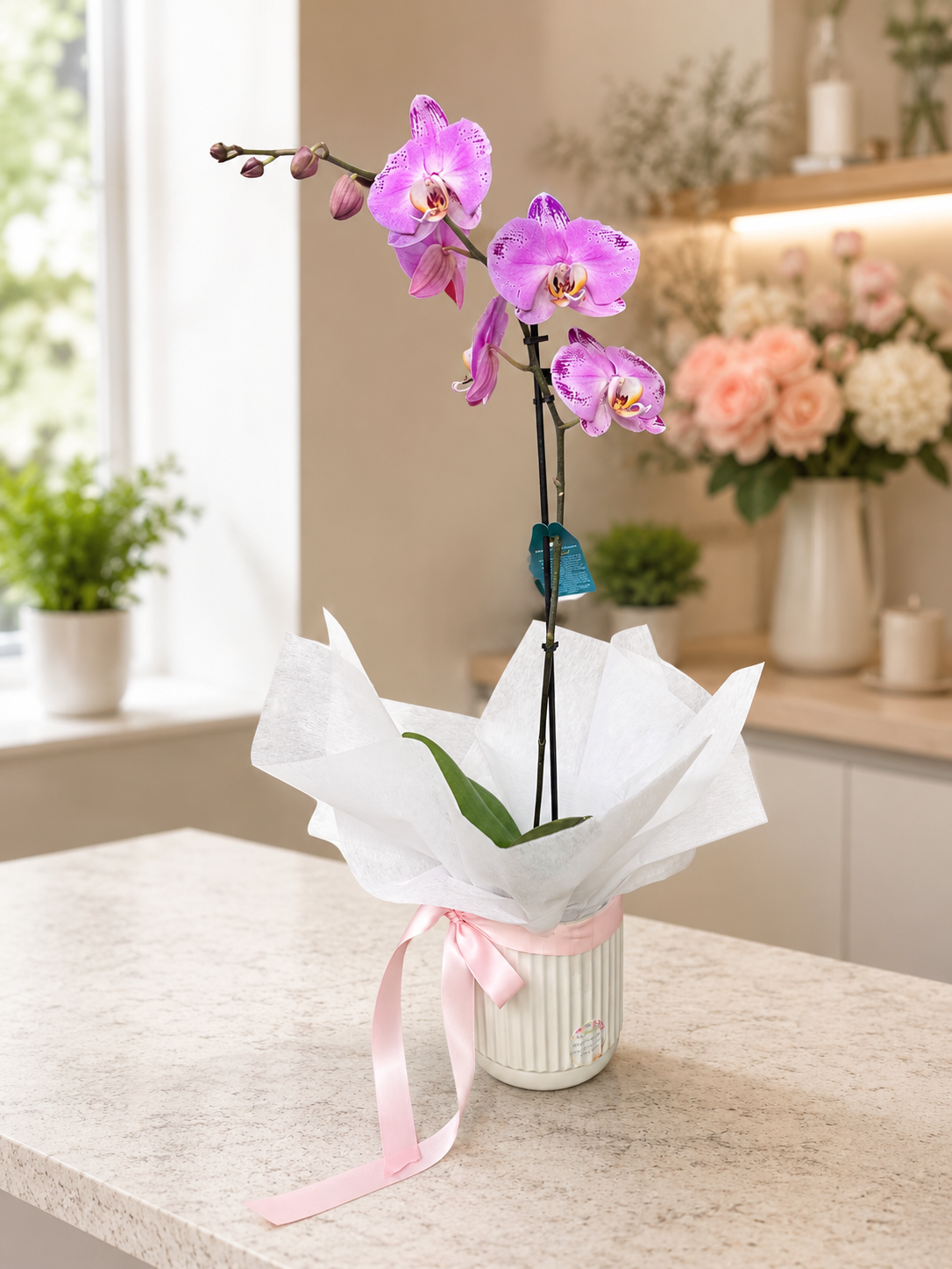 Blush Butterfly Orchid